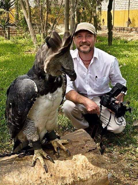 Harpy Eagle Ini Ternyata Benar Ada loh, Netizen Sampai terkecoh