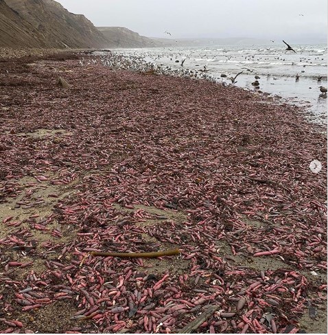 Mengenal Ikan Penis yang Terdampar di Pantai Drake California