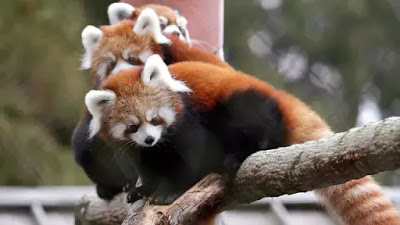 Bayi Kembar Panda Merah Langka Lahir di Kebun Binatang Perth