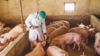 Virus Flu Babi Afrika, Australia Deportasi 6 Orang Bawa Daging Celeng