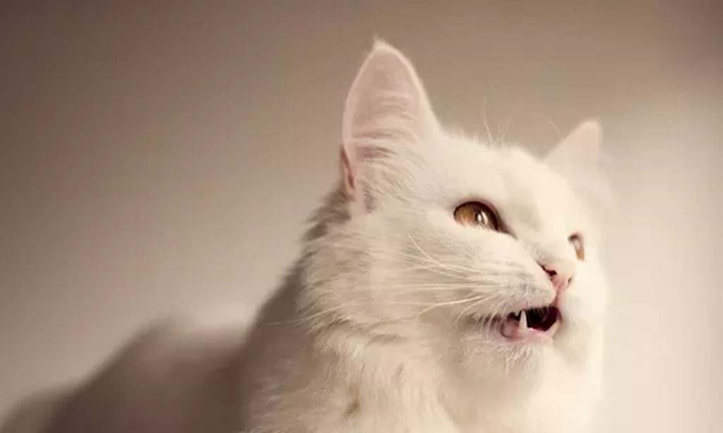 6 Fakta Kasus Dugaan Penganiayaan Kucing yang Dilakukan Sopir Angkot