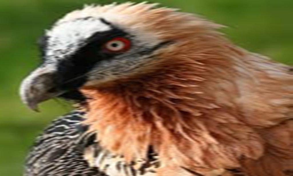 5 Burung Paling Berbahaya di Dunia, Ada yang Pernah Kamu Temui?