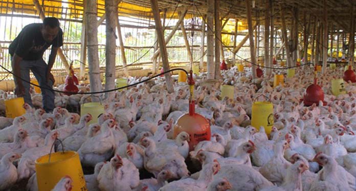 Cara Beternak Ayam Kampung Bagi Pemula