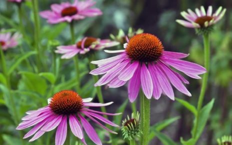 5 Manfaat Bunga Echinacea untuk Kesehatan Tubuh