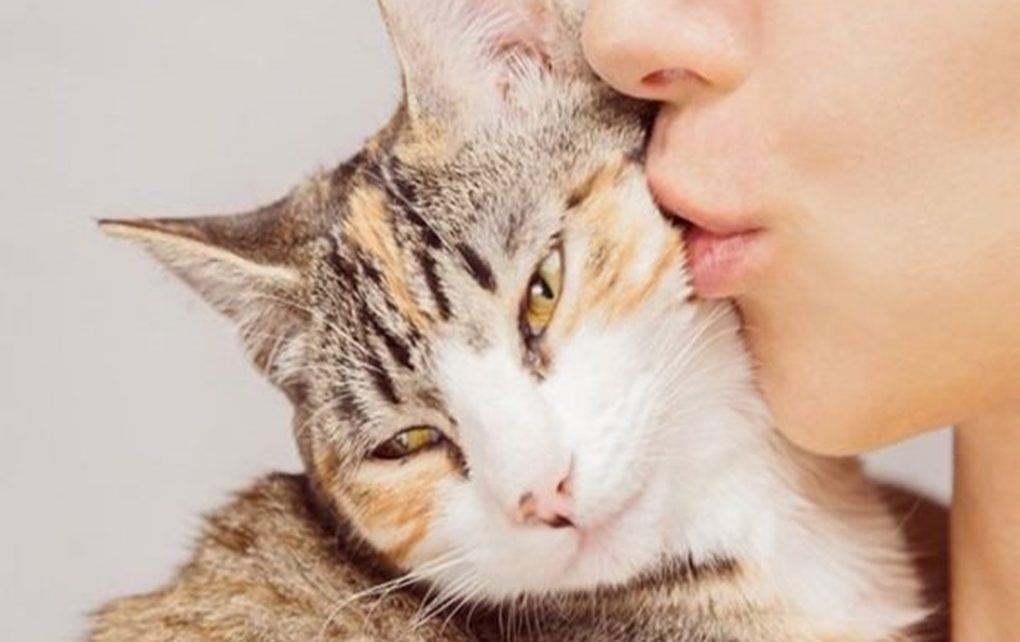 7 Cara Unik Kucing Ekspresikan Rasa Cinta pada Anda