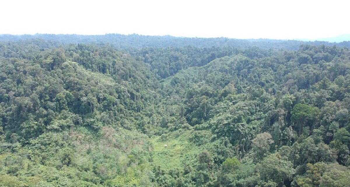 Hutan Desa Rio Kemuyang, Oasis Kehidupan di Tengah Kekeringan Jambi