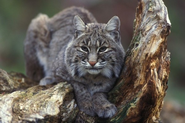 Kucing Liar Fluffy Berekor Pendek Bobcat
