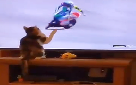 Pembalap Motor Ini Terjatuh Gara-gara "Dicakar Kucing"
