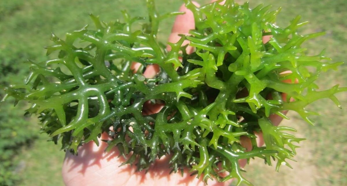 manfaat rumput laut bagi kesehatan