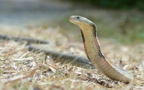 5 Fakta Menarik Tentang Ular Kobra, Raja Ular yang Paling Beracun