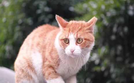 6 Fakta Kasus Dugaan Penganiayaan Kucing yang Dilakukan Sopir Angkot