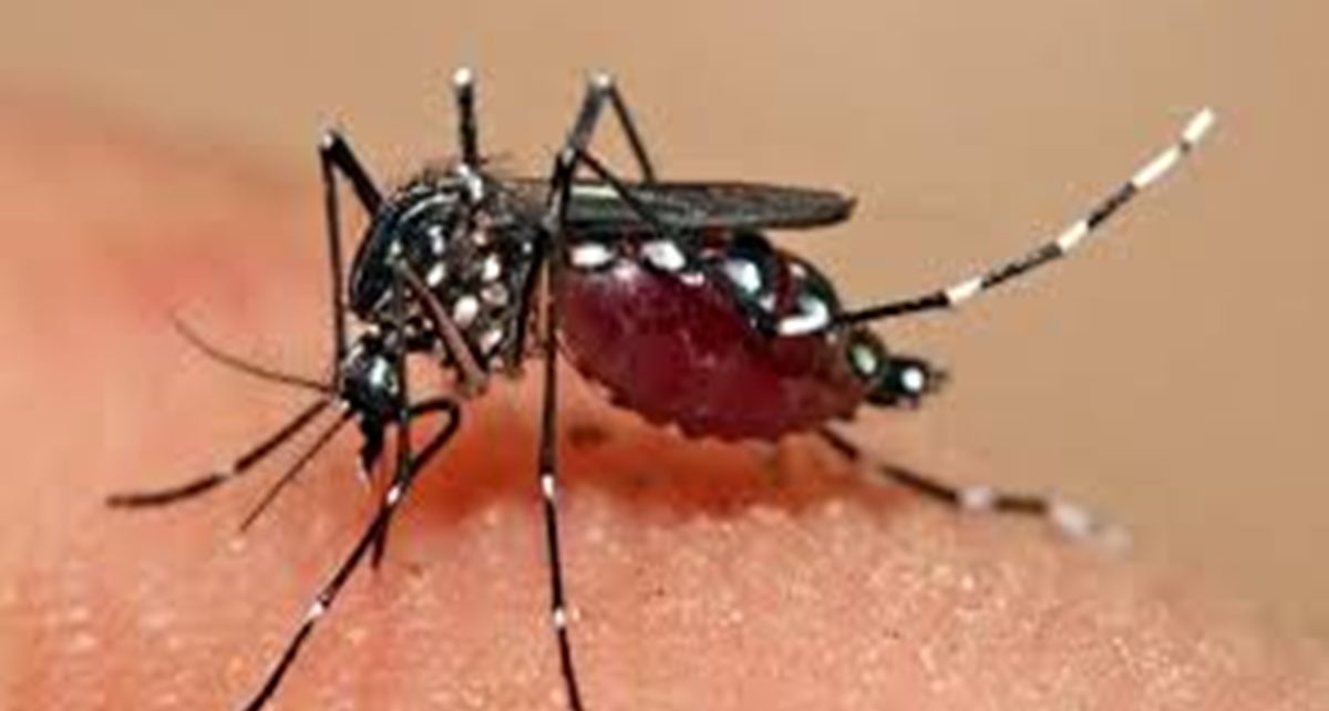 5 Cara Sederhana Menghilangkan Bekas Gigitan Nyamuk yang Mengganggu