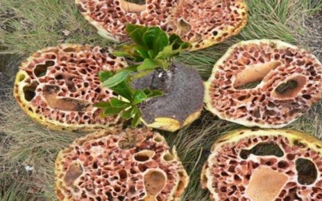 10 Manfaat Sarang Semut Papua Asli, Kaya Antioksidan