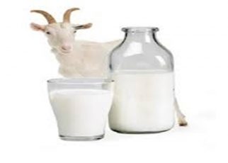 14 Manfaat Susu Kambing Etawa yang Jarang Diketahui, Bisa Tingkatkan Imun