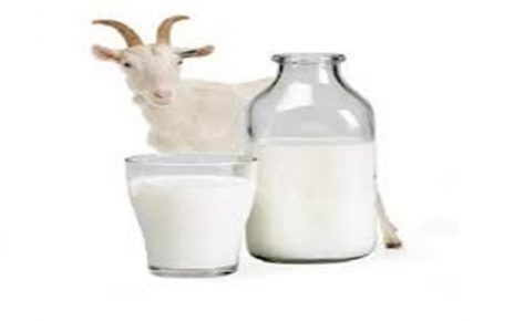 14 Manfaat Susu Kambing Etawa yang Jarang Diketahui, Bisa Tingkatkan Imun