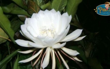 Tips Merawat Bunga Wijaya Kusuma di Rumah
