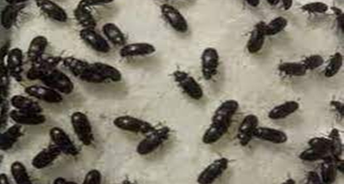5 Manfaat Semut Jepang untuk Kesehatan Tubuh, Tetap Perlu Diawasi Dokter